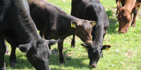 Schwarzbraune Kälber und Kühe auf einer sonnigen Weide