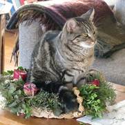 Eine Katze sitzt im Adventskranz