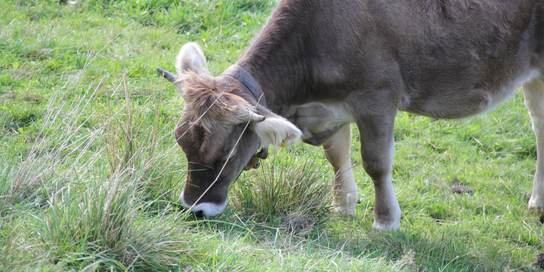 Ein bruane Kuh auf einer Weide Gras fressend