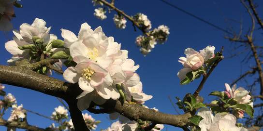 Baumpatenschaft und Apfelblüten 