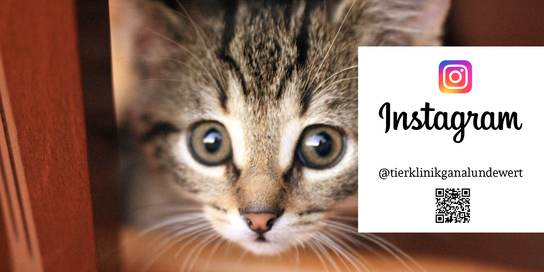 Eine kleine Katze hinter dem Instagram-Banner der Tierklinik