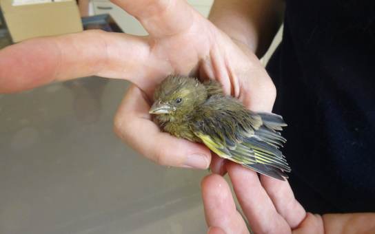 Ein kleiner Vogel in der Hand des Arztes