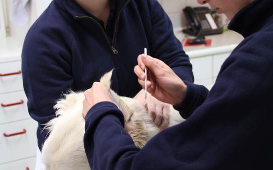 Fr. Burkhart unterstützt die Ohrenreinigung eines weißen Hundes.
