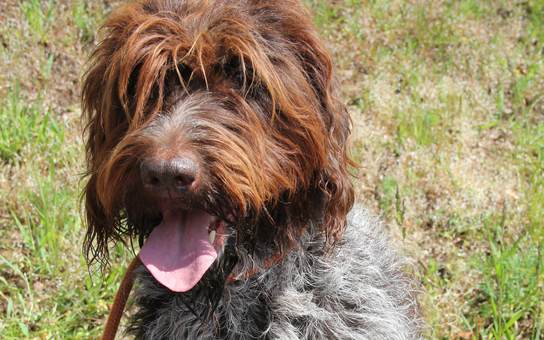 Ein schöner Hund im Sommer