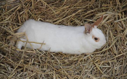 Ein weisses Kaninchen im Stroh