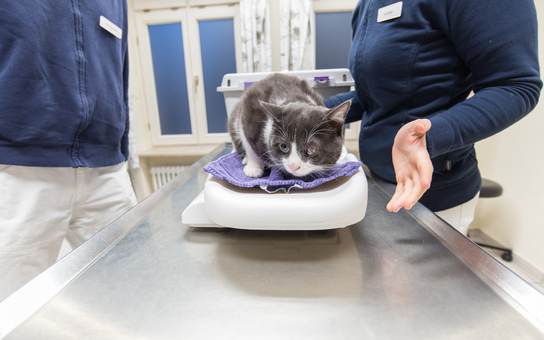Ein Katze auf der Waage