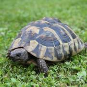 Ein gesunde Schildkröte im Gras