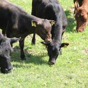 Schwarzbraune Kälber und Kühe auf einer sonnigen Weide