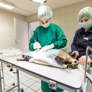 Tierärztin operiert Katze. Trotz Corona Pandemie, sind wir in der Tierklinik für Sie da.
