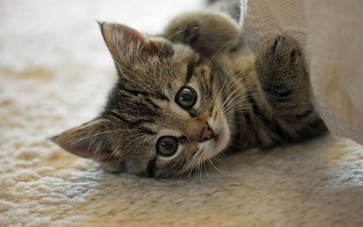 Eine junge verspielte Katze auf einem Teppich liegend