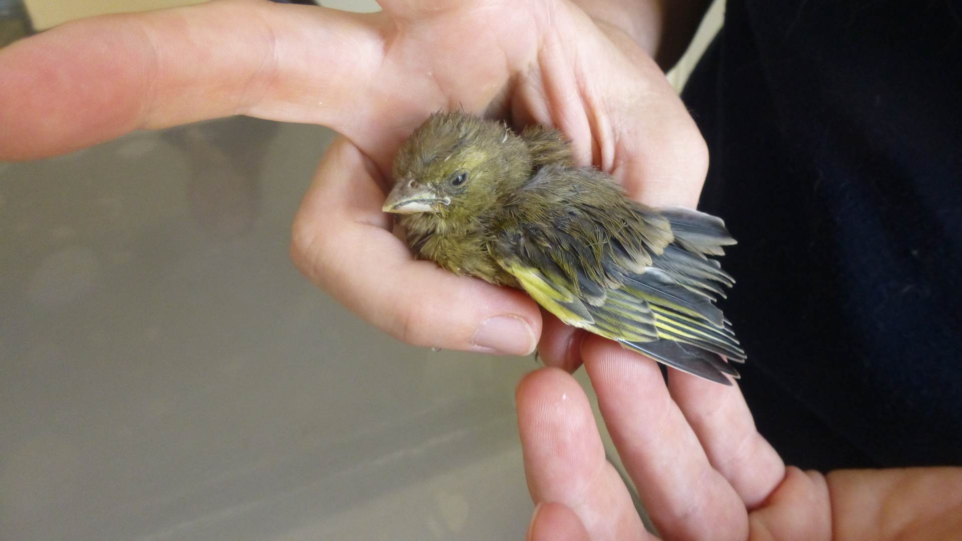 Ein kleiner Vogel in der Hand des Arztes