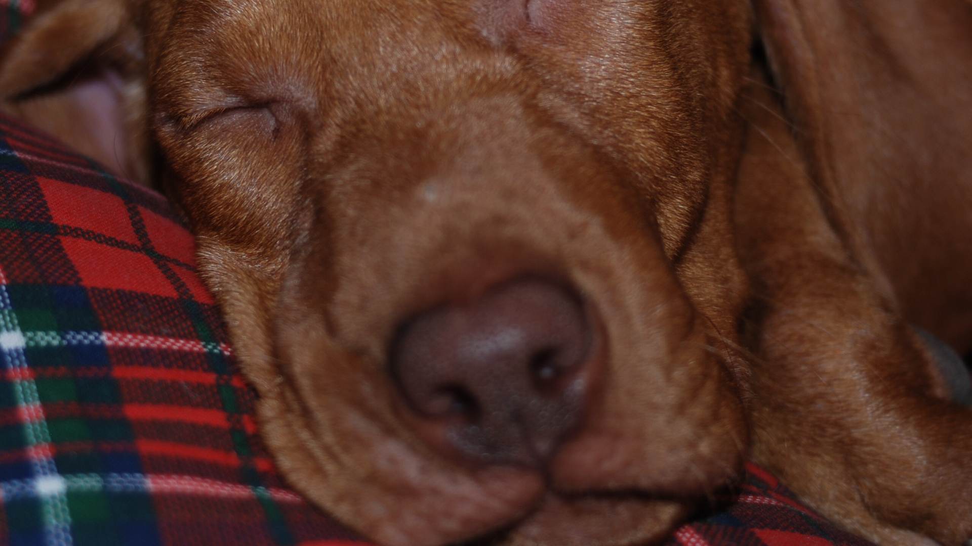 Ein schlafender Hund