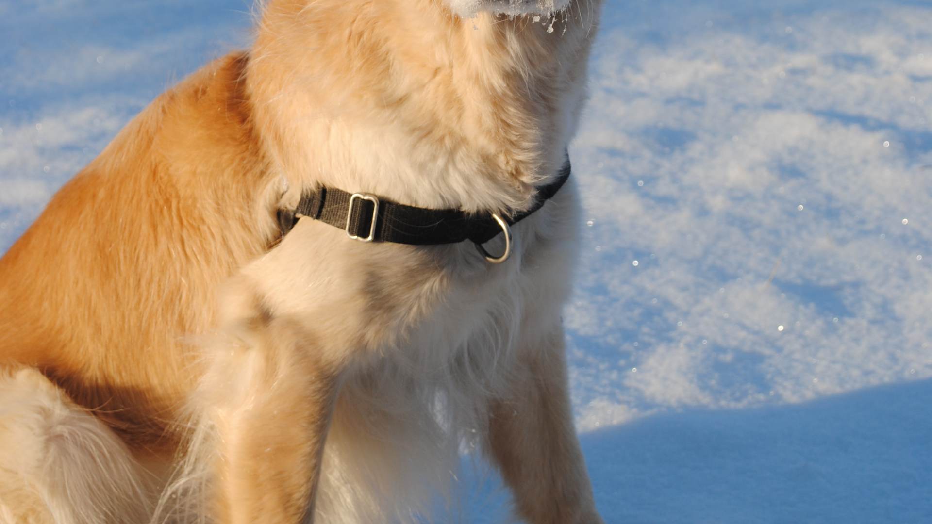 Ein schöner Hund im Schnee