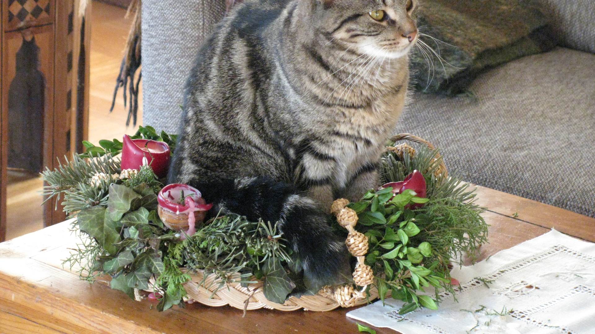 Eine Katze sitzt im Adventskranz