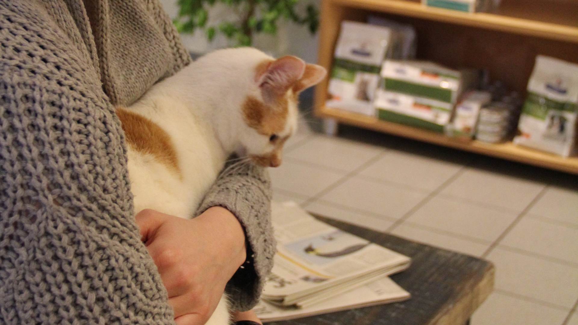 Eine weiß/braune Katze wartet mit ihrer Besitzerin
