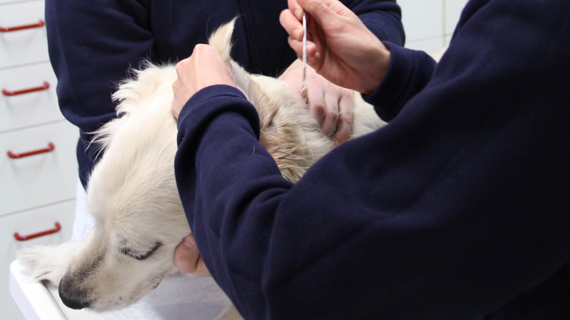 Fr. Burkhart unterstützt die Ohrenreinigung eines weißen Hundes.