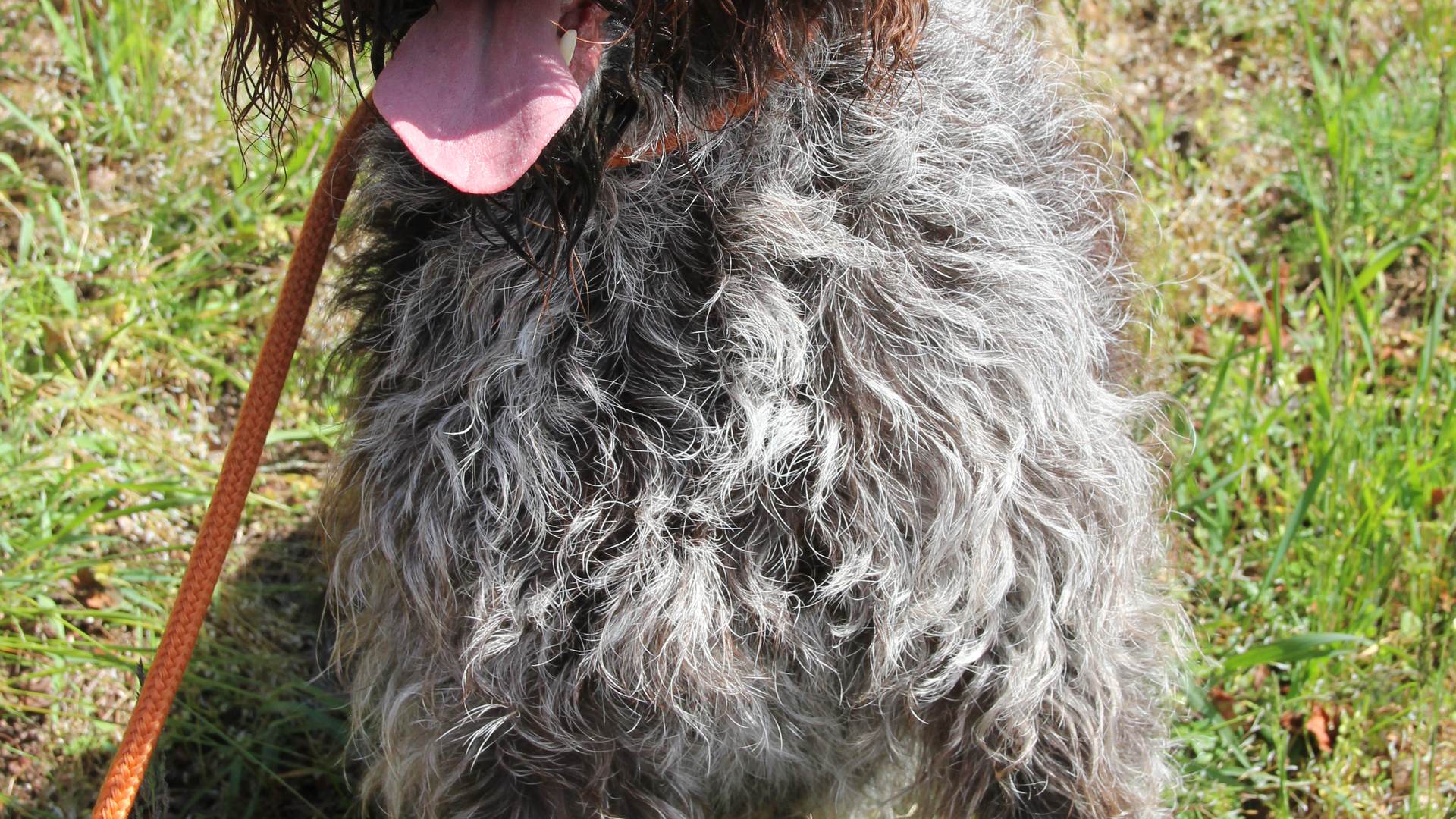 Ein schöner Hund im Sommer