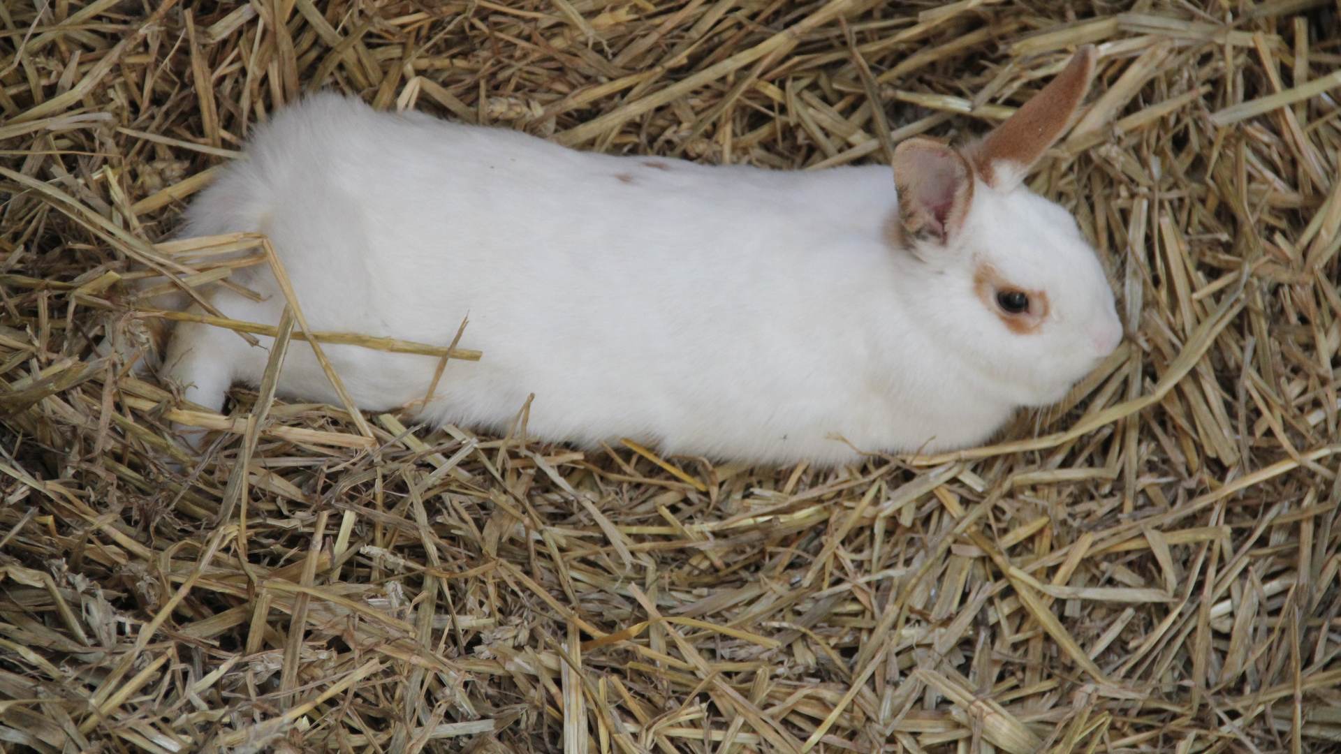 Ein weisses Kaninchen im Stroh