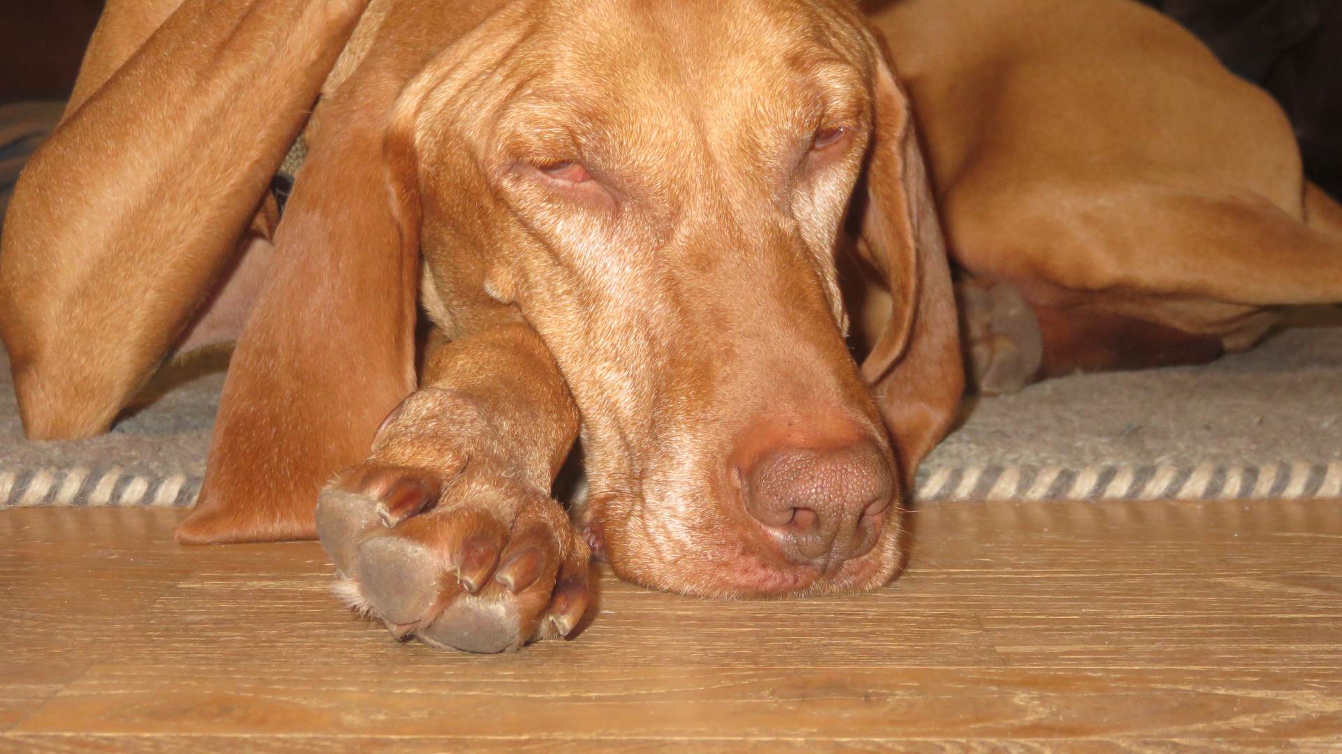 Ein müder Hund