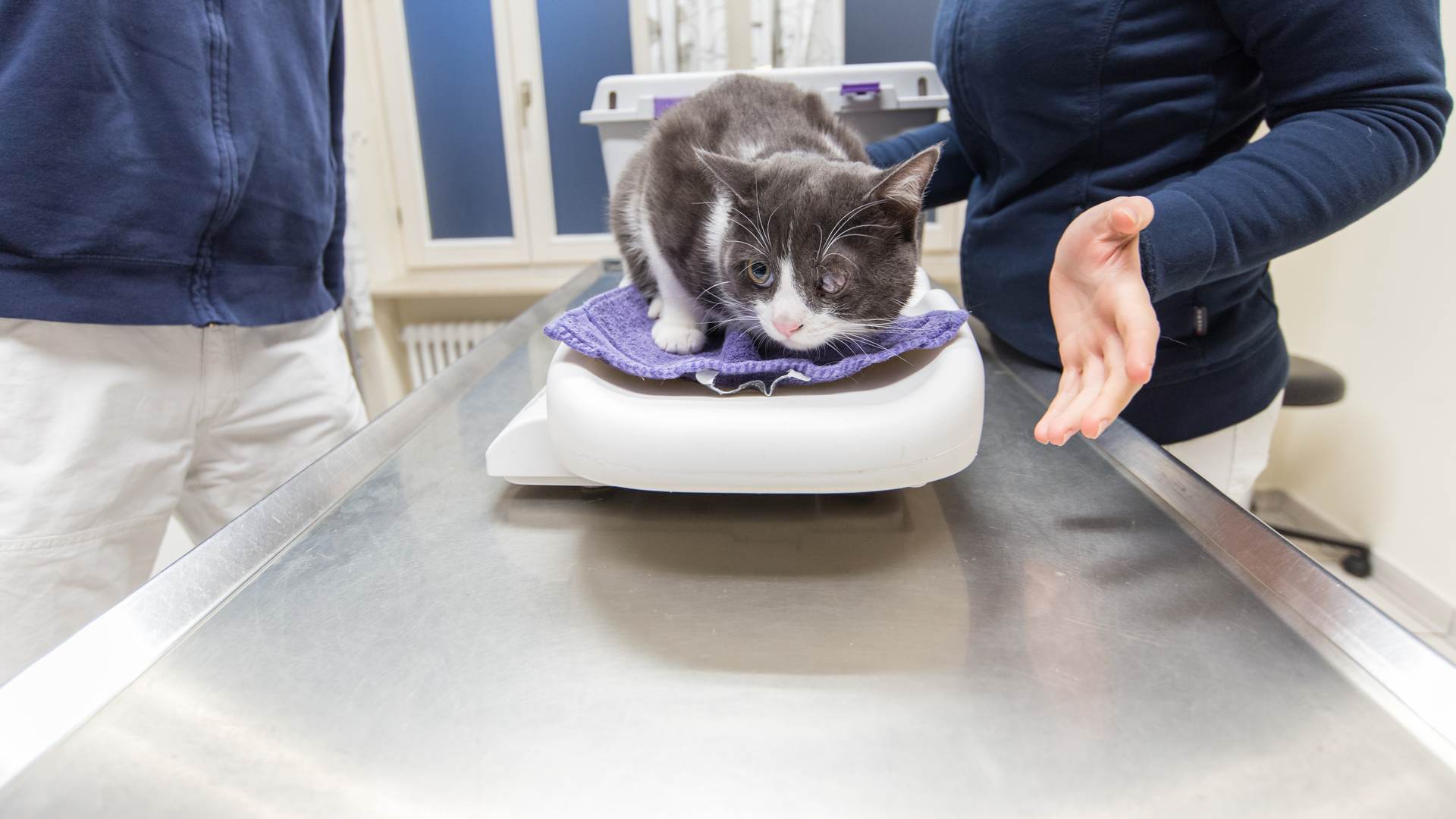 Ein Katze auf der Waage