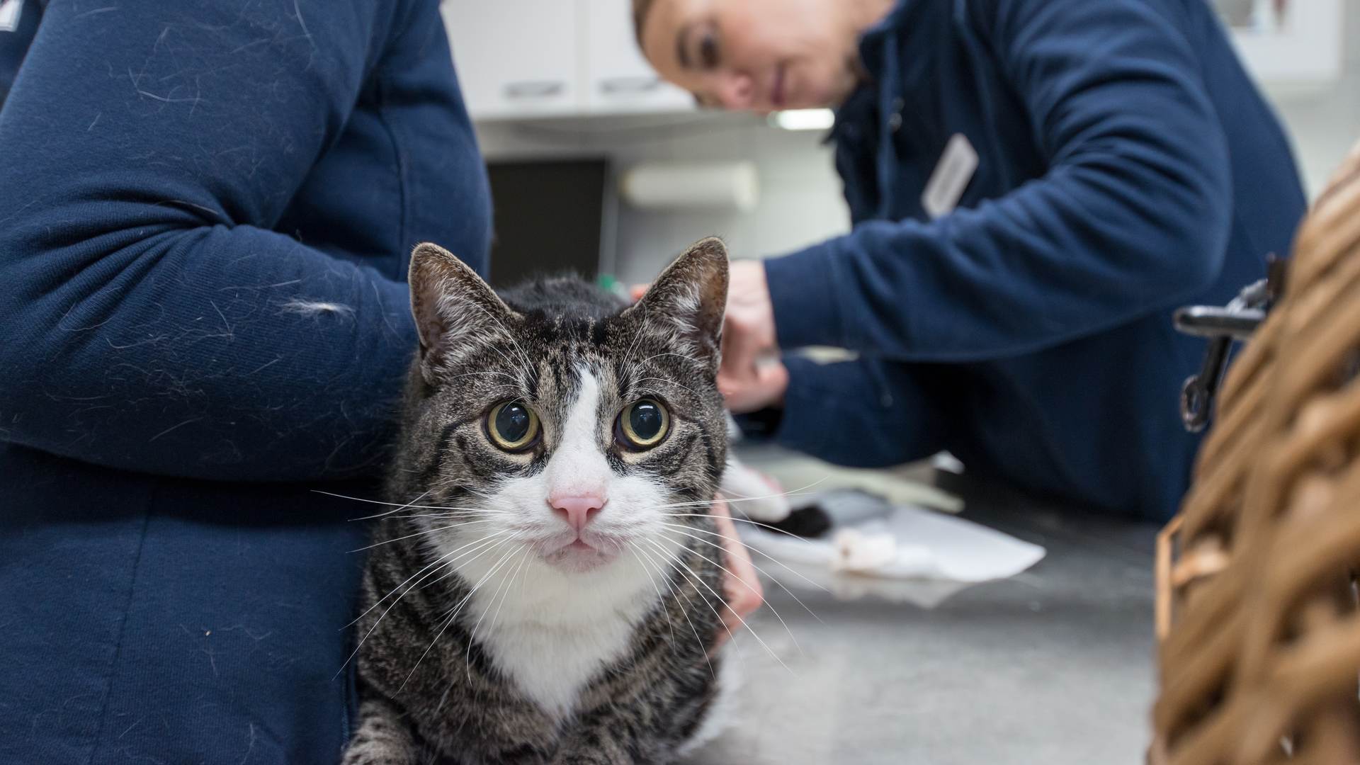 Ein grau weiße Katze wartet auf ihre Untersuchung